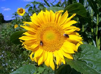 Sommerhock - Sonnenblume